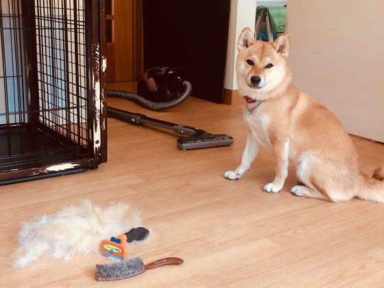 床の上の抜け毛と柴犬