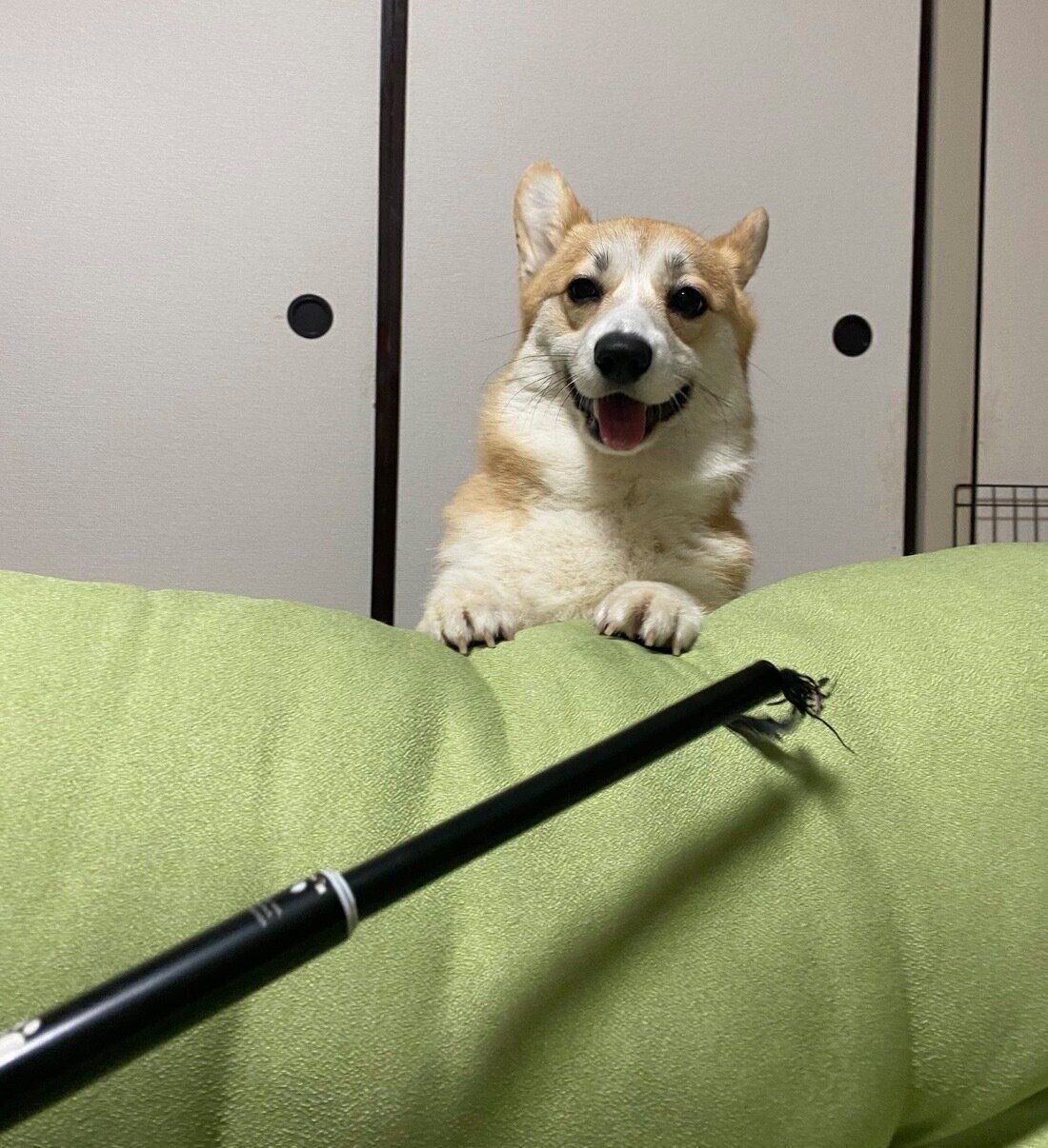 楽しそうに遊ぶコパンちゃん