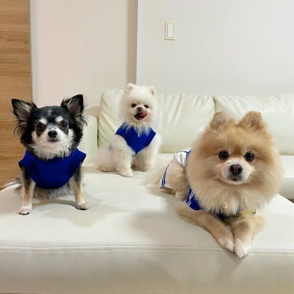 サッカーを応援するにんじゃくん、しんくん、ちっぷちゃん