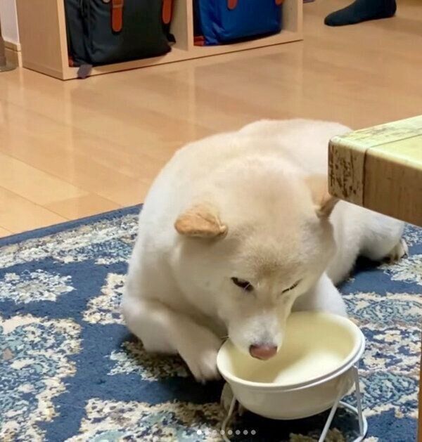 「おかわり」をアピールするごん太くん
