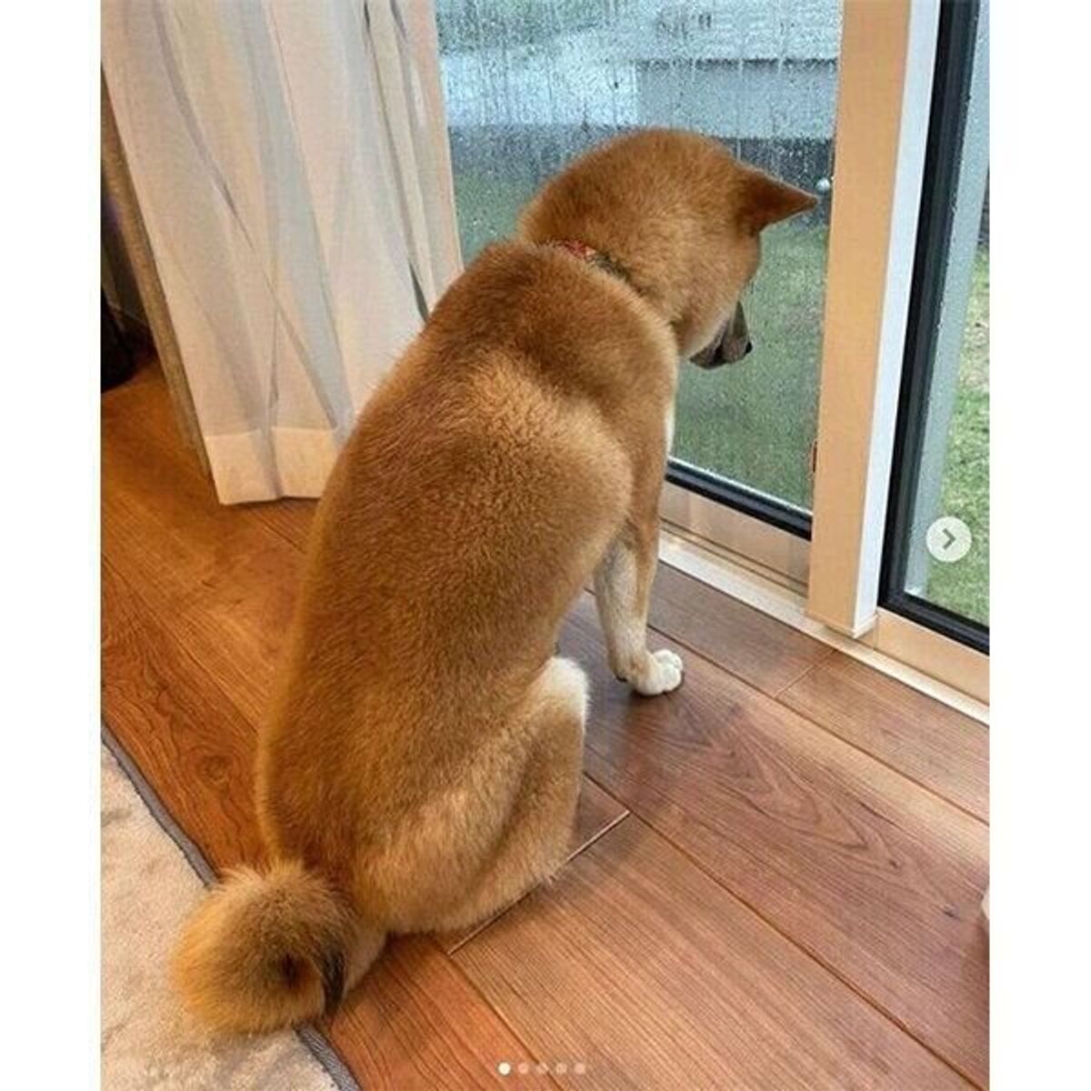 雨で 大好きなコ が来ないから あからさまに ふてくされてしまう 柴犬の態度がカワイイ いぬのきもちweb Magazine 雨で 大好きなコ が来ないから あからさまに ふてくされてしまう 柴犬の態度がカワイイ いぬのきもちweb Magazine