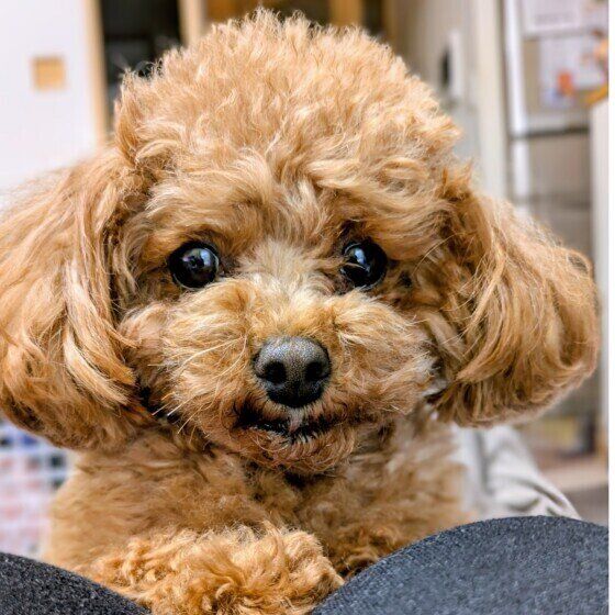 もふもふのトイ・プードル