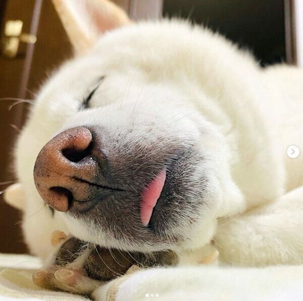 舌を出して眠るきなこちゃん