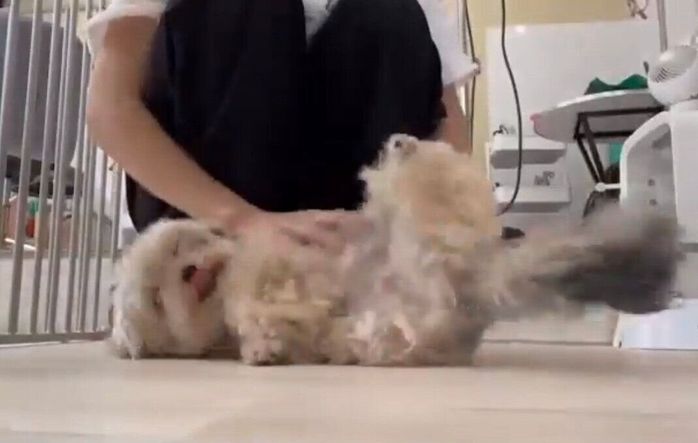 トリマーさんのもとに駆け寄るぽたちゃん