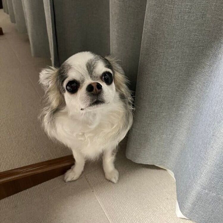 今回の主人公まめちゃん