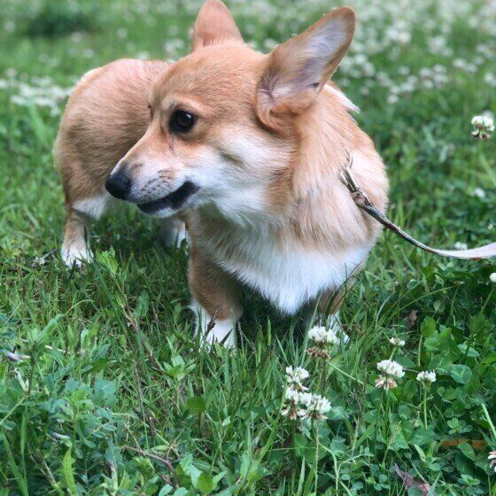 朝のお散歩（ウェルシュ・コーギー・ペンブローク、メス）