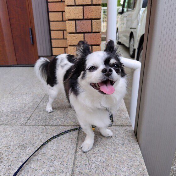 舌を出すチワワ