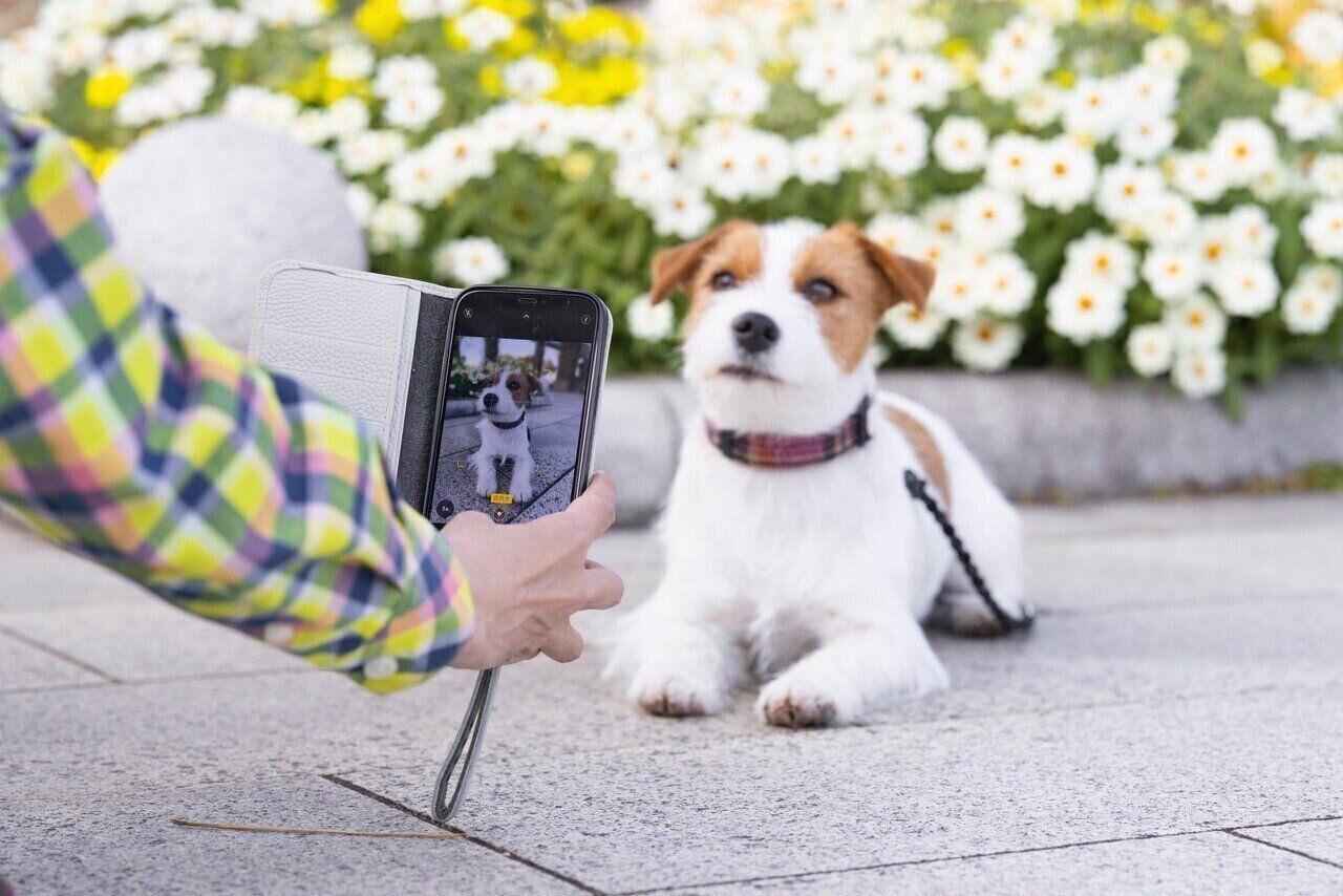 犬をスマホで撮影している
