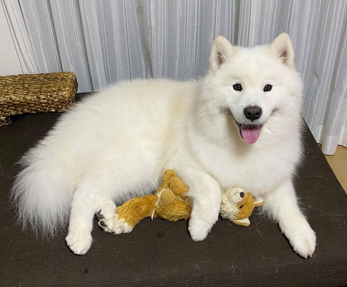 Samoyed Types まるで空を飛んでいるみたい!? サモエドの子犬が見せた「スーパーマン」のような寝姿がかわいい|いぬのきもちWEB MAGAZINE