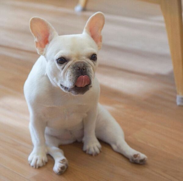 舌をペロッとするきなこちゃん