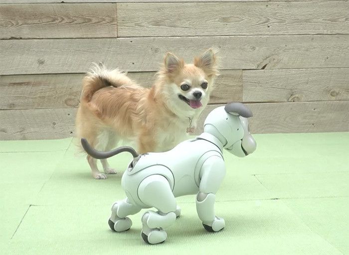 動物学者今泉先生が分析「Dogs meets aibo」愛犬が犬型ロボットと一緒に生活したら?