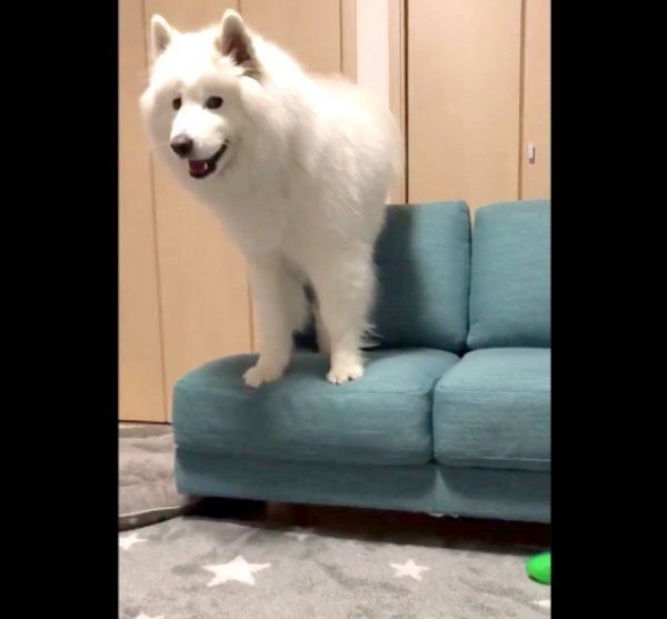 文句を言うサモちゃん