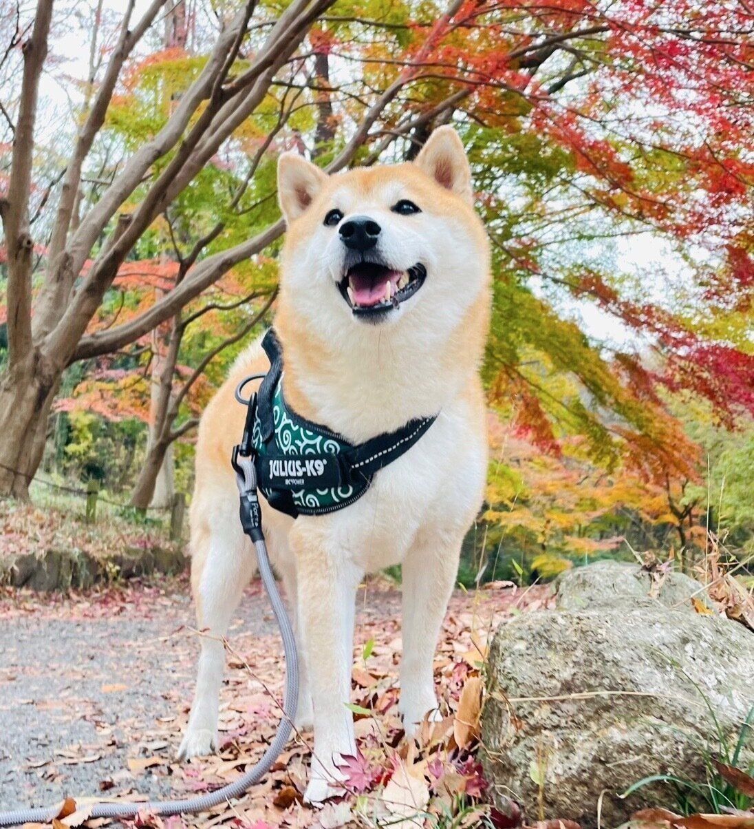 楽しそうな栗太郎くん