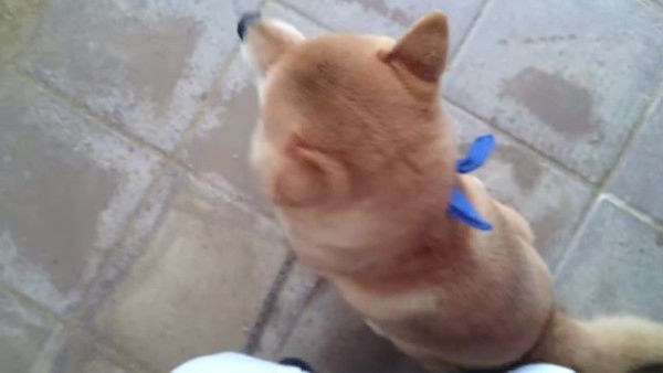 ご主人が大好きな柴犬