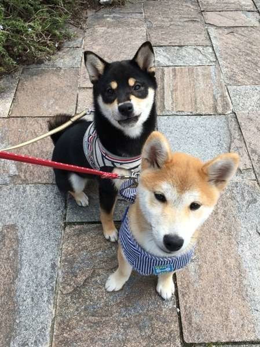 獣医師監修 柴犬の特徴と子犬の選び方 飼い方 かわいい画像も紹介 いぬのきもちweb Magazine 獣医師監修 柴犬の特徴と子犬の選び方 飼い方 かわいい画像も紹介 いぬのきもちweb Magazine