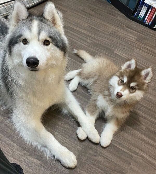 寄り添うアポロくん、コスモくん