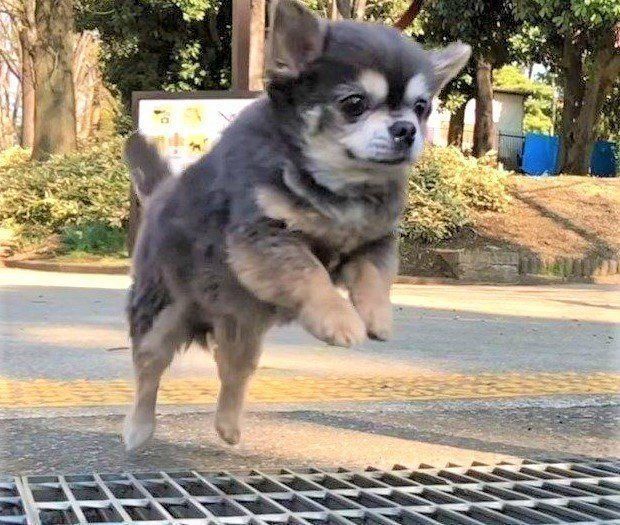 ジャンプする犬