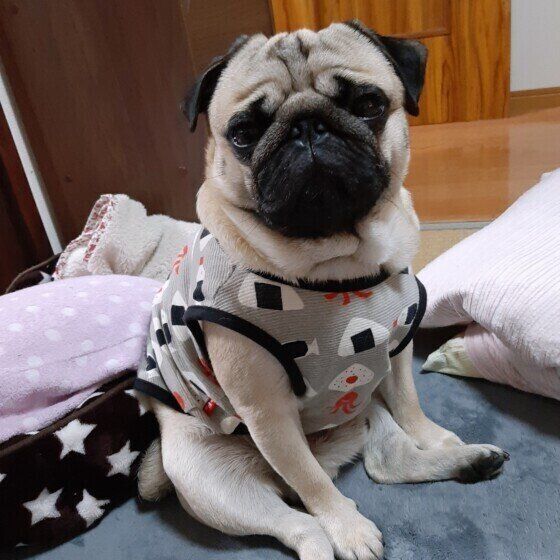 犬の座り方が変?「〇〇座り」 注意すべきポイントとは? いぬのきもち