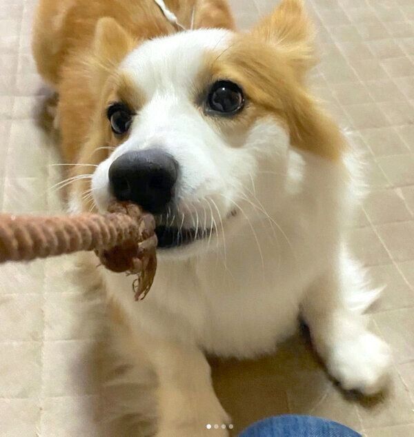 ロープのおもちゃで遊ぶパンさん