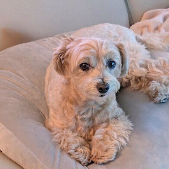 ソファーでくつろぐワンちゃん