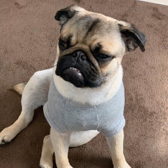 パグ　たろいもくん