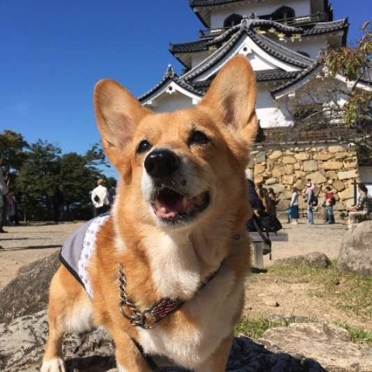 ウェルシュ・コーギー・ペンブローク