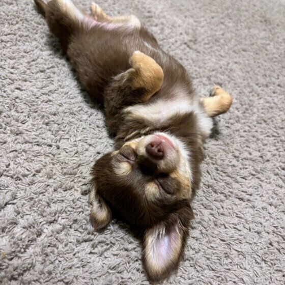 チワワのそらちゃん♪