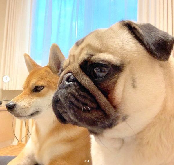 横顔が美しい柴犬・アキちゃんとパグ・ラルくん