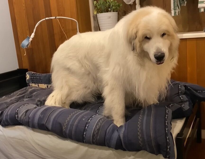 ベッドに上ったアランくん