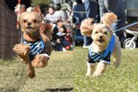 タイムレース50アンチノールカップに参加した犬