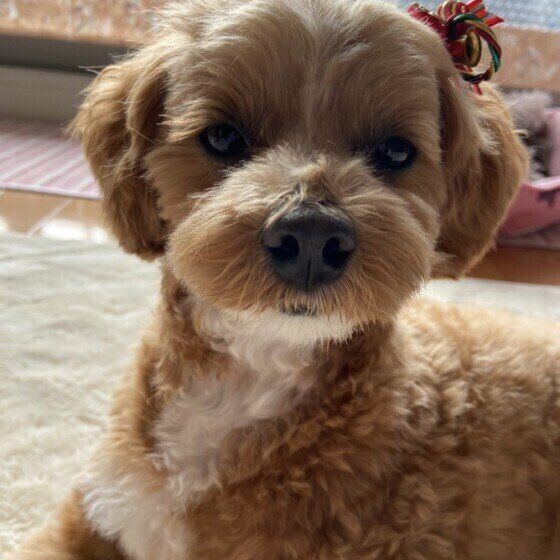 前月の予防のためにお薬を飲むんだって。