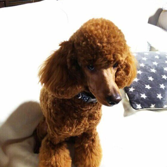 ミディアム・プードルのモコくん