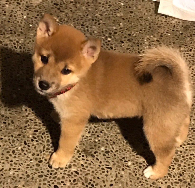 生後2カ月の柴犬