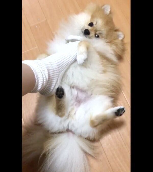 新しい靴下を見て荒ぶる宗次郎Jrくん