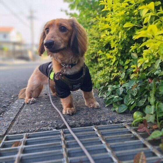 散歩するミニチュア・ダックスフンド