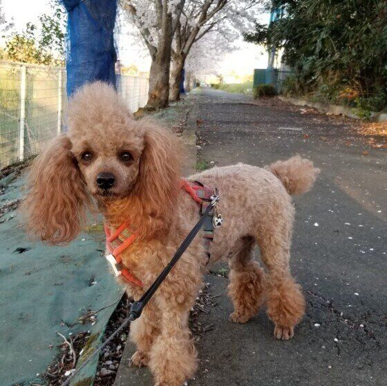 お散歩中のトイ・プードルCEAMPIくん