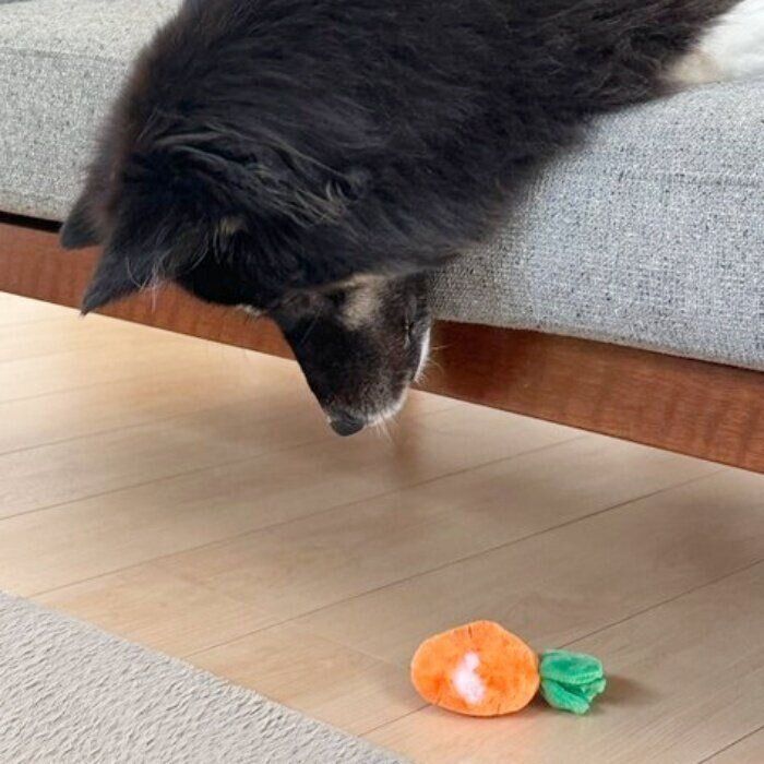 ソファの上から床に落ちたおもちゃを見つめるみかんちゃん