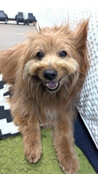 嬉しそうにソファにもたれかかる犬