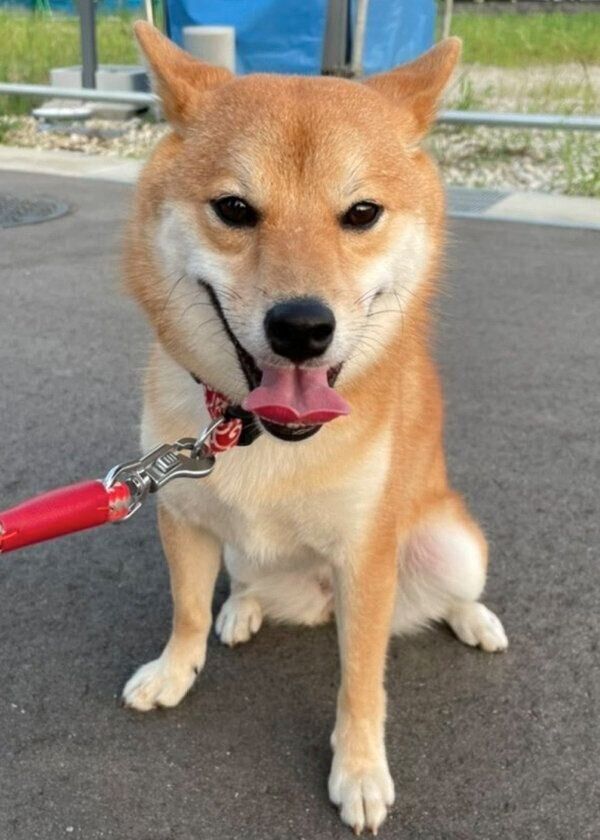 笑顔のチロちゃん