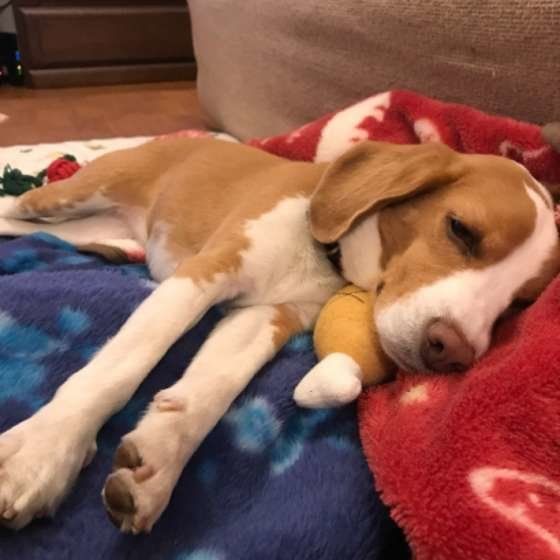 おもちゃと一緒に眠るビーグル