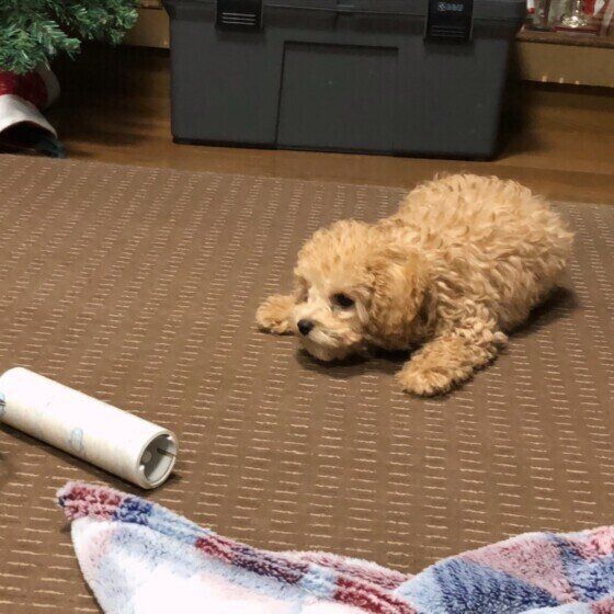 コロコロとトイ・プードルのルークちゃん