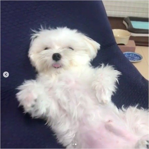 おっさん化ワンコ