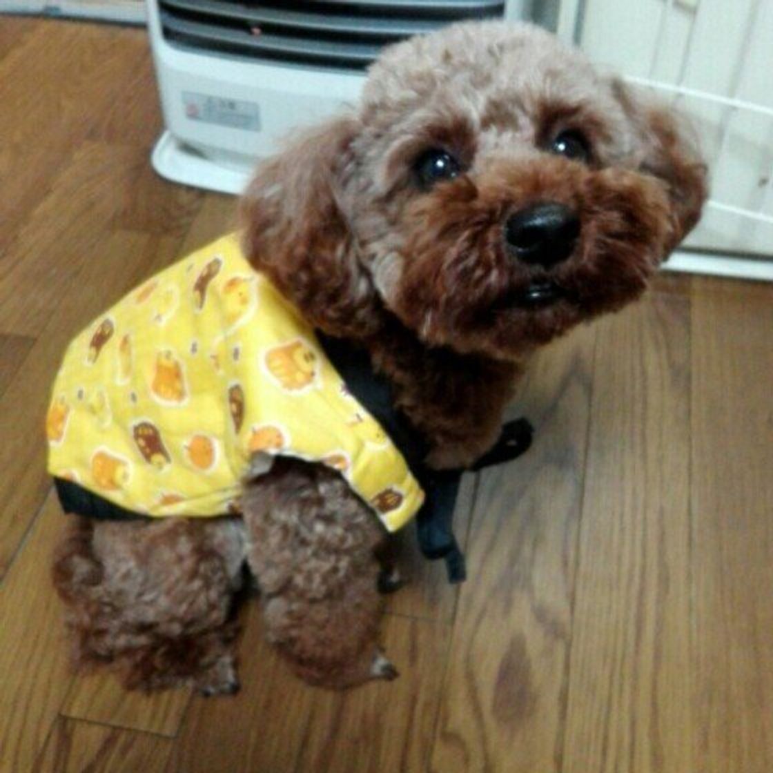 寒い時期の犬の留守番で 部屋の暖房はつける派 つけない派 意見が割れる結果に いぬのきもちweb Magazine 寒い時期の犬の留守番で 部屋の暖房はつける派 つけない派 意見が割れる結果に いぬのきもちweb Magazine