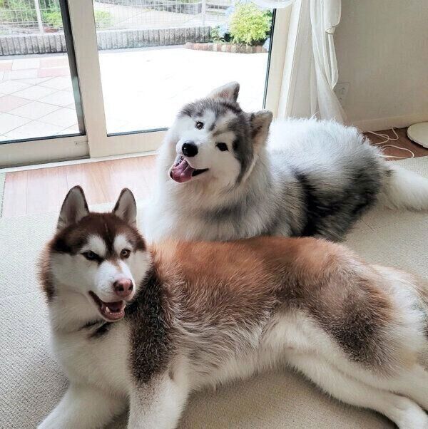 まったりするグーテくんとバンデくん