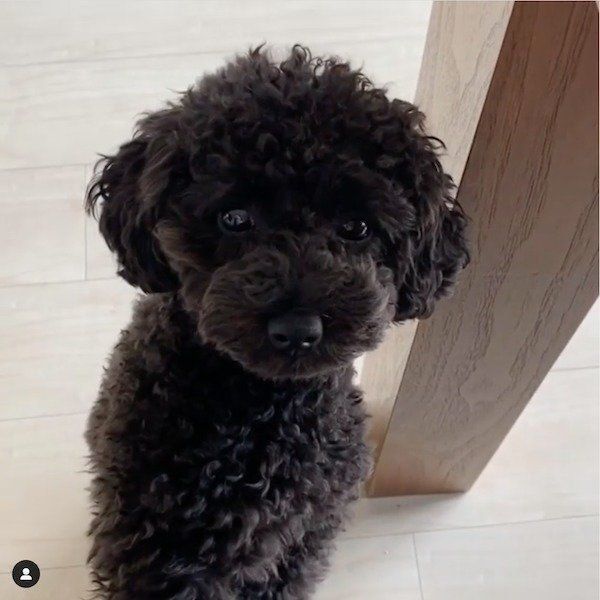 飼い主さんを見つめるクリンちゃん