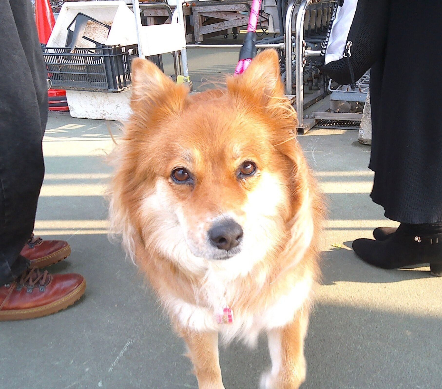 家族でお出かけするラテちゃん