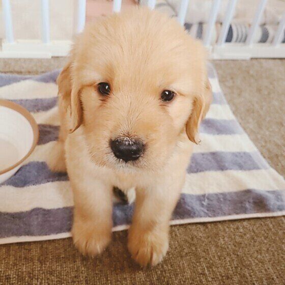 ”犬吸い”されているとき、犬はどんな気持ちなの？ いぬのきもち