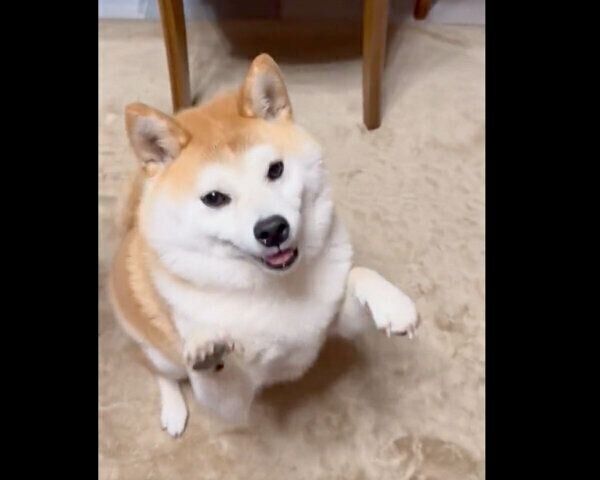 オテをしようとするこんちゃん