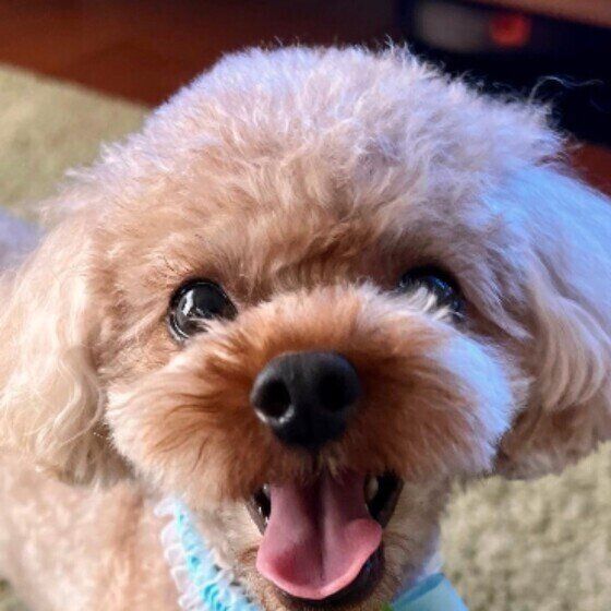 笑顔になるルーキーくん（トイ・プードル）