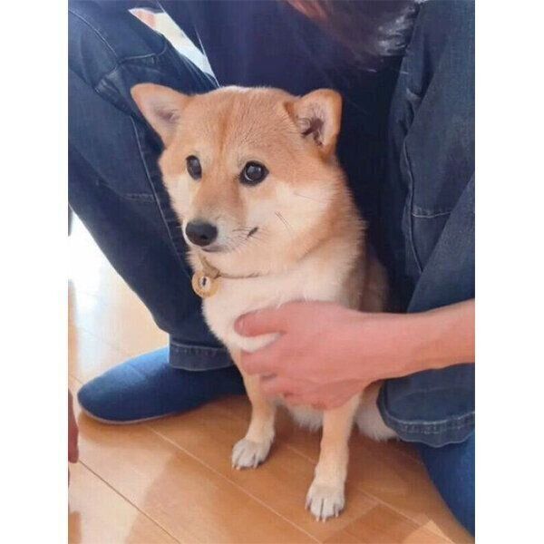 お兄ちゃんになでてもらう春ちゃん